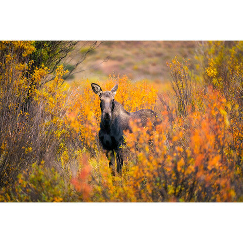 Binoculares Nikon Monarch M5 8x42 | Negros
